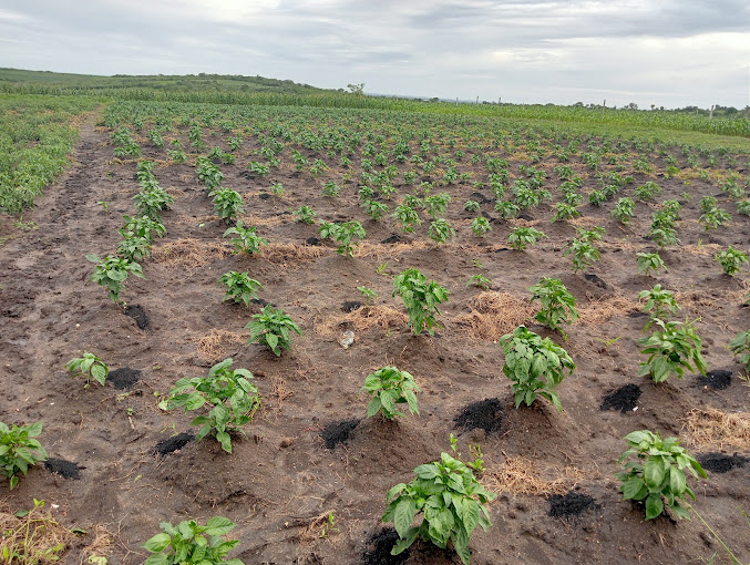 Malindi Shamba Solutions