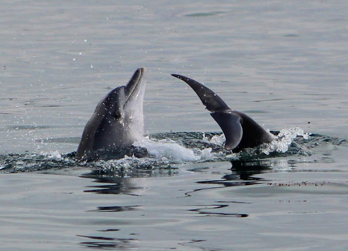 Watamu Marine Association