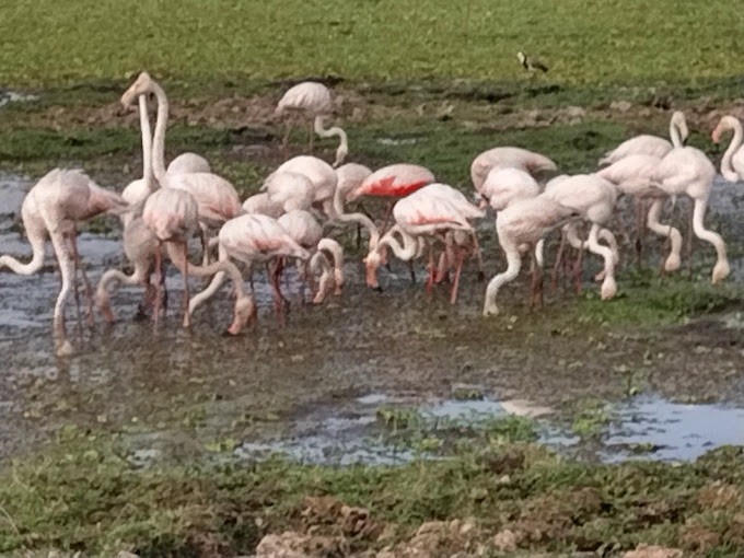 Nofta Safaris Kenya