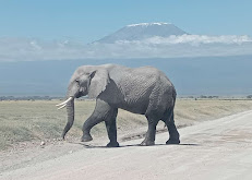 AJM Tours and Safaris Kenya Ltd