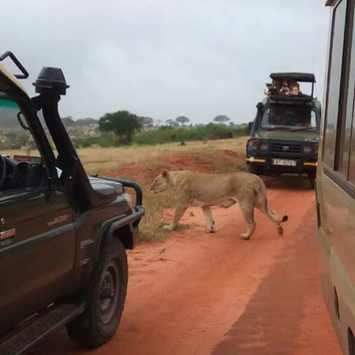 African Safaris Adventures