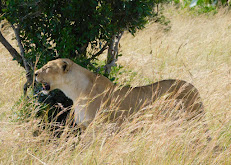 Calao Kenya Safaris