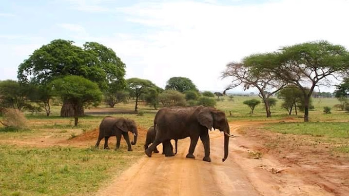 Escursioni Safari Kenya