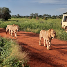 F. King's Tours & Safaris