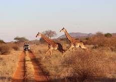 Grivet tours and safaris