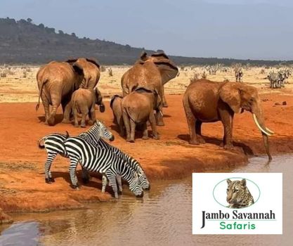 Jambo Savannah Safaris