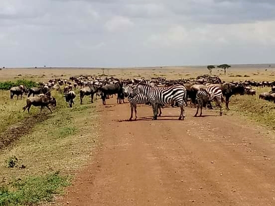 Jambo Savannah Safaris Ltd.