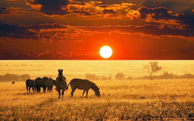 Kongoni Africa Safaris