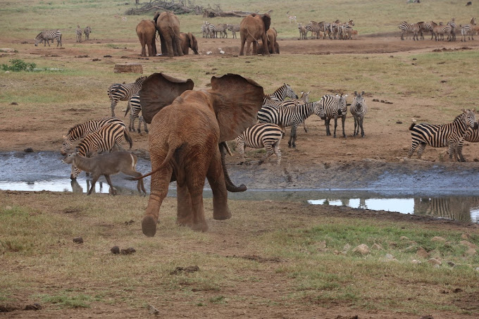 Natural World Kenya Safaris