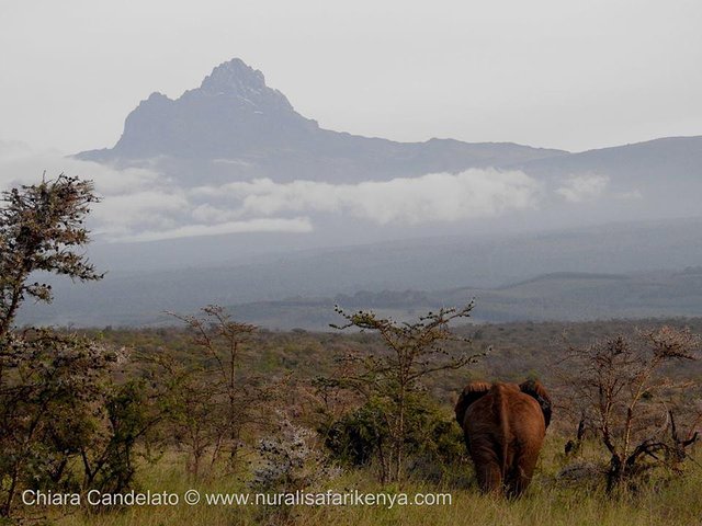 Nurali Safaris Kenya