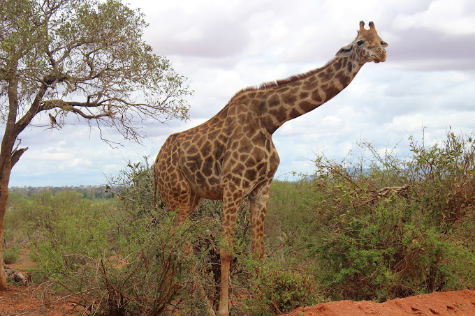 Ricciolino Tours and safari kenya