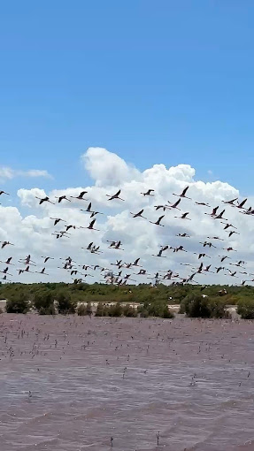 River Sabaki Estuary