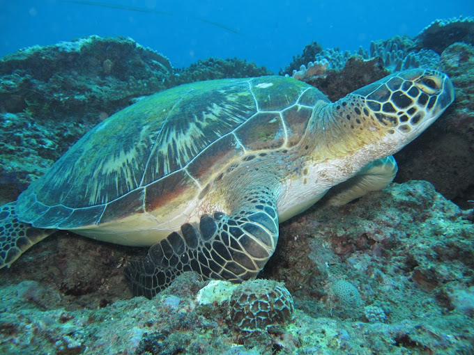 Watamu Marine Association