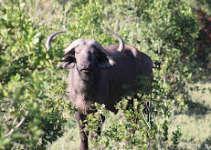 Simba Marine Tour and Safari