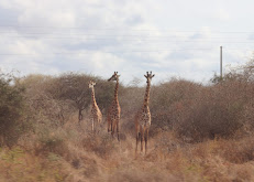 Eyes on Africa Adventure Safaris-Mombasa