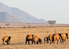 African Memorable Safaris