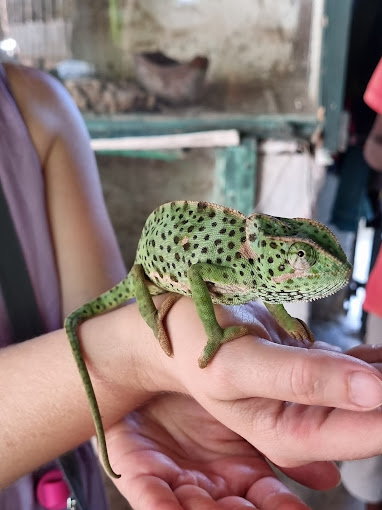 African Snake Park