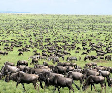 Brison Tour & Safaris