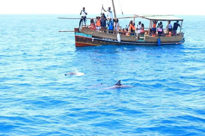 Becker Dolphins, snorkeling and Sea Trips