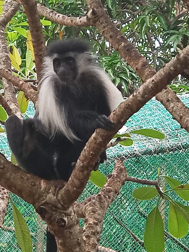 Colobus Conservation