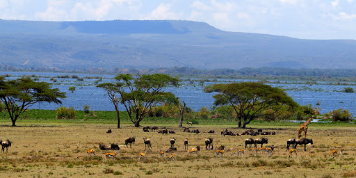 Funtimes Kenya Safaris