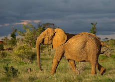 Kenya Tru Nomads Tours Ltd