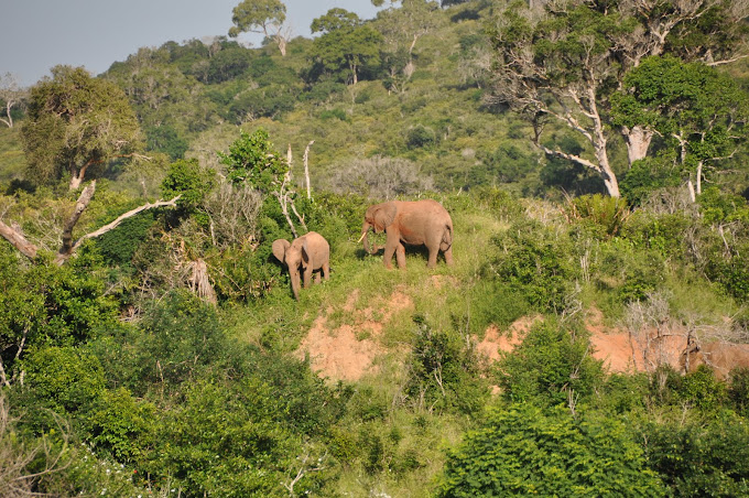 Mwaluganje Elephant Sanctuary