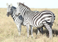 Natives Tours Transfers & Safaris