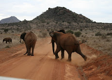 Netherken Safaris & Tours