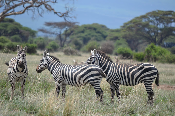 Safari Afrique