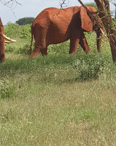 Savannah Hippos Safaris