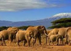 Spot Kenya Safaris