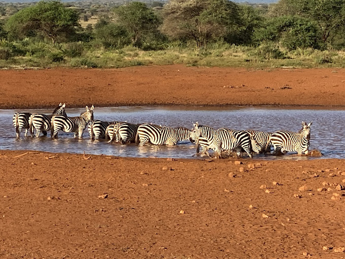 Demiano safaris