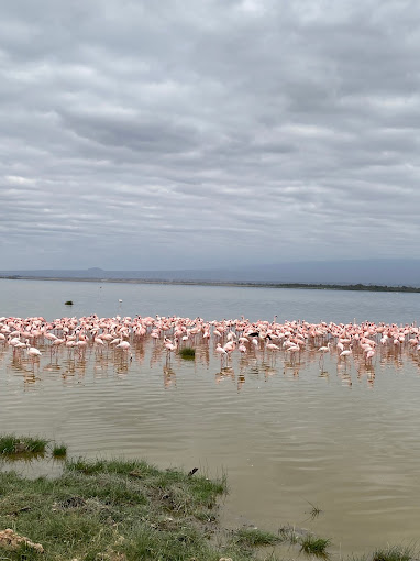 SafariKenya- ToursKenya Wakacje