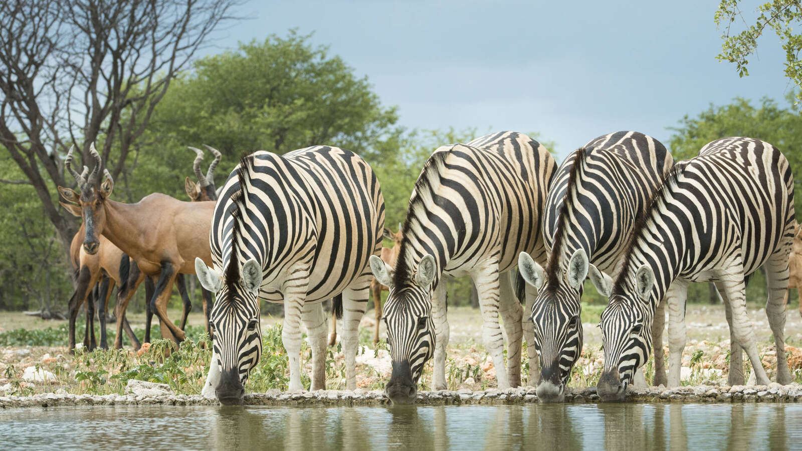 Zebra Kenya Adventures