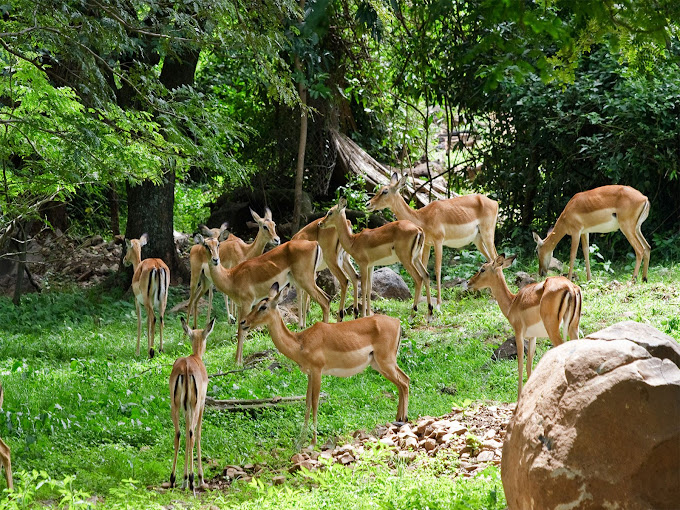 KWS-Kisumu Impala Sanctuary