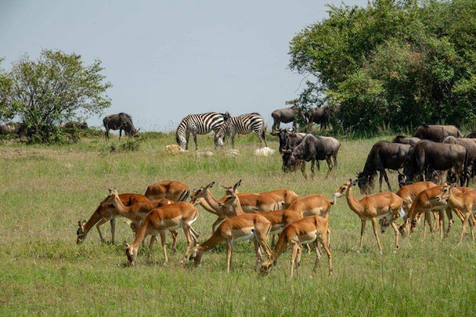 Rabbit safaris