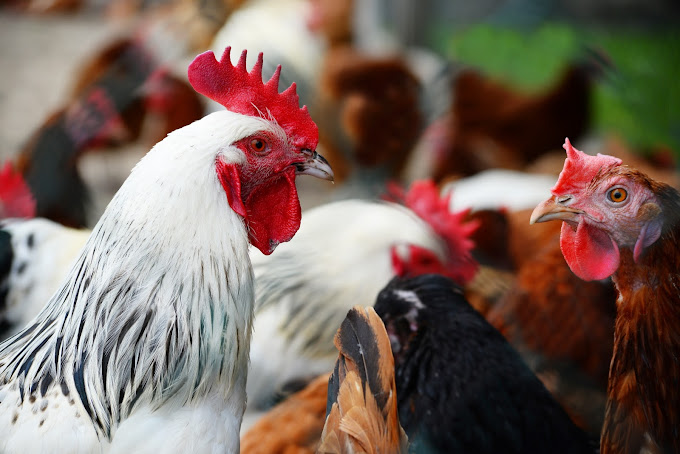 Chickens on traditional free range poultry farm.